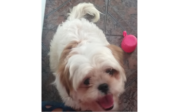 Rocambole caozinho, raça Shih tzu, 8 meses, pelagem branquinha com manchinhas marrons nas orelhas. Muito fofinho.