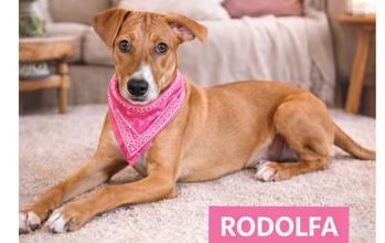 Rodolfa Cachorrinha caramelo SRD, 4 meses de idade, porte médio a grande, brincalhona e dócil.