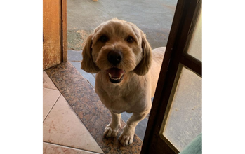 cachorrinho, porte médio, pelagem média, cor bege clara. Muito fofinho.
