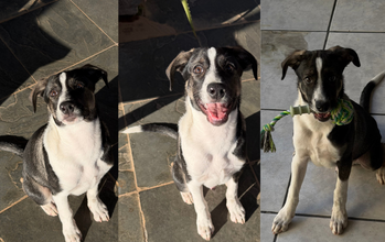 Romeu cãozinho, porte médio, filhote, pelagem curta, branca nas patas dianteiras, peitoral, pescoço, focinho e testa e preta com marrom claro no dorso. Muito lindinho.