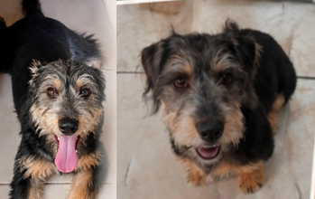 Romeu cachorrinho, pelagem média, preta, com mancha marrom clara. Muito lindinho.