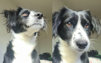 cadela, 5 anos, porte pequeno, pelagem média, preta com manchas brancas no peitoral, pescoço e focinho. Muito linda.
