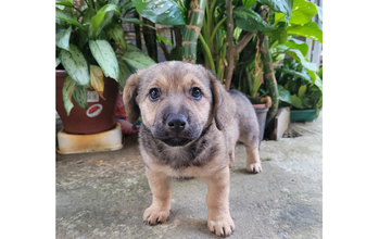 Cachorrinha SRD. caramela com manchinhas pretas no dorso, 3 meses de idade, muito dócil, calma e lindinha