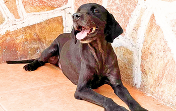 Cachorrinho SRD, porte médio, preto e pelagem curta, muito dócil, calmo e medroso