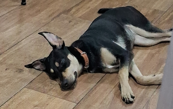 cachorrinha, porte pequeno, pelagem curta, preta com algumas manchas marrons claras. Muito linda.
