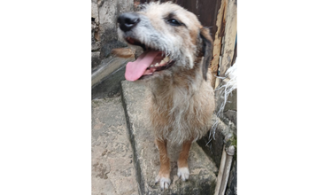 Cachorrinha SRD, caramelo, peludinha, idade por volta de 5 ou 6 anos, porte médio, muito dócil e lindinha