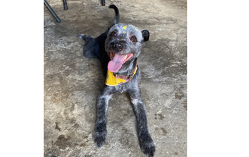Cachorrinha de 1 ano de idade, SRD. pretinha acinzentada, pequeno porte, dócil e muito lindinha