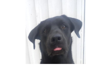 Samurai Cachorro sem raça definida, de 4 anos de idade, pelagem curta e preta, e muito dócil.