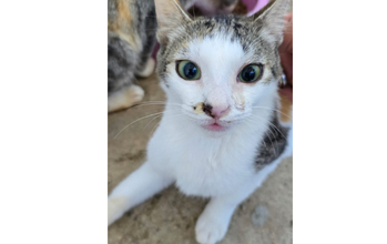 Gatinha SRD, de 4 meses de idade, branquinha com manchas cinzas rajado, muito sapequinha e lindinha