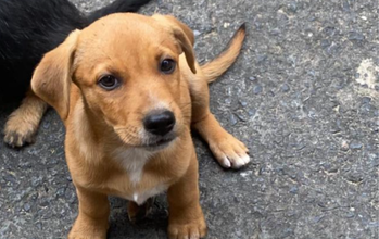 Scooby Cachorrinho SRD, 5 meses de idade, caramelo, pelo curto, lindinho, porte médio, muito tranquilo e adora brincar.