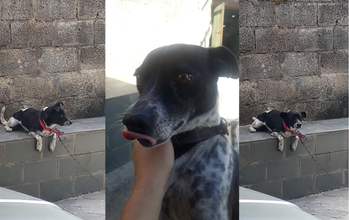 Scooby Cachorrinho SRD, de 8 meses de idade, preto com manchinhas e pintinhas pretas, muito lindinho e brincalhão