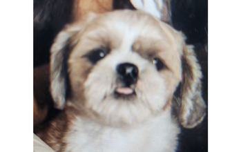 Scooby Cachorrinha da raça Shih Tzu, 3 anos de idade, bege com manchinhas em caramelo, muito dócil e lindinho