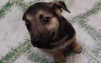 Cachorrinho de 60 dias de vida, mais ou menos, SRD, pretinho mesclado com bege, muito fofinho e lindinho