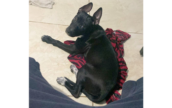 Seraphim cachorro, 1 ano, porte médio, pelagem curta, toda preta com mancha branca na barriga e patinhas (visível apenas em outra foto enviada e não cadastrada). Muito lindo.