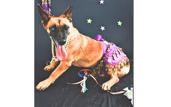 Cachorrinha SRD, ceguinha no olho direito, caramela, porte pequeno e idosa, muito dócil e carinhosa