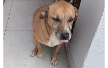 Sheik Cachorrinho SRD, pelagem curta em caramelo, porte médio, 3 anos e meio de idade, castrado e muito manso
