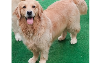 Sheik cão, golden retriever, pelagem amarela, 2 anos e muito lindo