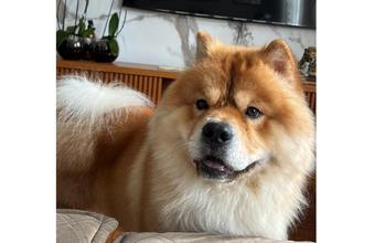 SImba Cachorro da raça Chow Chow, 2 anos de idade, branco com manchas em caramelo dourado, brincalhão, calmo, protetor e lindissimo
