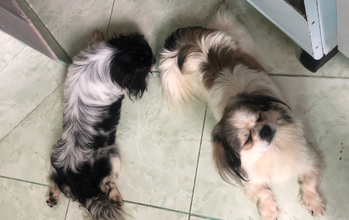 Sem Nome Cachorrinho da raça Shih Tzu, porte pequeno, com idade entre 1 a 2 anos, com temperamento variado, dócil, mas ao mesmo tempo brincalhão e encrenqueira.