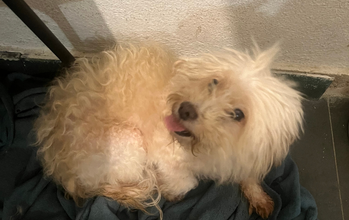 Sophie Cachorrinha da raça Poodle, branquinha peludinha, 10 anos de idade, dócil, amigável e lindinha