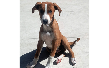 Spaik cãozinho pelagem marrom com macha branca no peito e nas patinhas, porte médio e lindo.