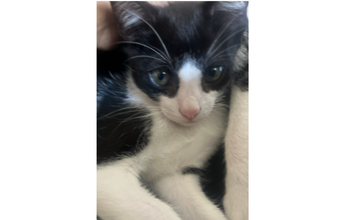 Spake Gatinho sem raça definida, de 3 meses de idade, pelagem preta com manchas brancas e focinho branco, tipo frajola, fofinho, não gosta muito de toque físico e dócil