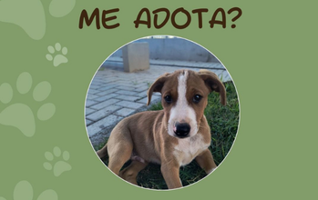 Spike Cachorrinho SRD, 5 meses de idade, caramelo com manchas brancas, principalmente no rosto, muito amoroso, dócil e fofinho