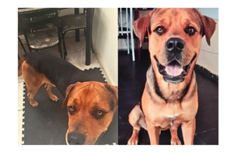 Stark Cachorro sem raça definida, de pelagem mesclada cor caramelo e preto, adulto e de porte grande.