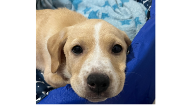 Cachorrinha SRD, 3 meses de idade, bege clarinho com manchas brancas, porte pequeno, dócil e tranquila
