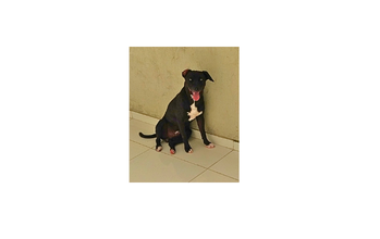Cachorro SRD, de porte grande, pelagem curta preta, com peito manchado de branco, muito lindo, manso e dócil