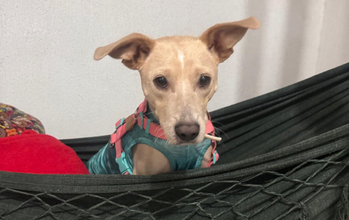 Tapioca Cachorrinho SRD, pelo curto e na cor creme, porte médio, tem 1 ano e meio, muito lindo e que precisa de muito amor