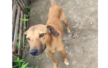 Taz Cachorrinho SRD, caramelo, jovem, muito brincalhão e lindinho