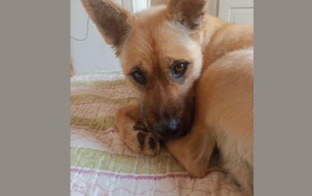 tchica Cachorrinha de pelagem média, cor caramelo, similar a um pastor alemão, porte médio e muito sociável