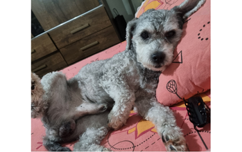 Teddy Poodle, 10 anos, pelagem cinza e muito fofinho.