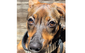 Tereza Cachorrinha sem raça definida, porte pequeno, tem 7 meses de idade, pelagem curta na cor caramelo com nuances em preto, tem muita energia, brincalhona e alegre