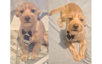 Theodoro cãozinho, pelagem amarela, peludinho, 8 meses e muito fofinho