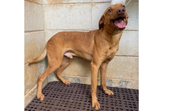 Cachorrinho SRD, de 5 anos de idade, caramelo e muito dócil