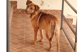 Cachorrinho SRD, de porte médio, caramelo, com 4 anos de idade, tranquilo e carinha de espertinho