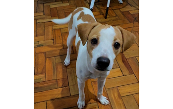 Cachorrinho SRD, tipo Beagle, branco com manchas em caramelo, porte médio, 9 meses de idade e muito dócil