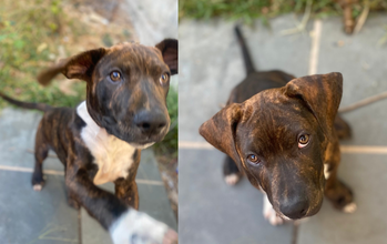 Thor cachorro, filhote, porte médio, pelagem rajada preta e marrom com manchas brancas no peitoral e patinhas. Muito lindo.