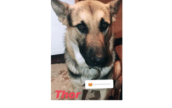 Cachorro de porte médio, da raça Pastor Alemão, capa preta, dócil e com 7 anos de idade