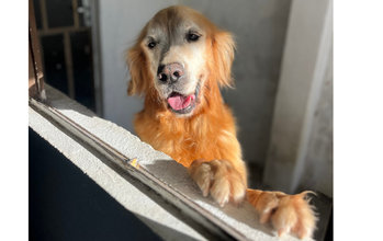 Thor Cachorrinho da raça Golden Retriever, 8 anos de idade, idosinho calmo, tranquilo e muito amoroso