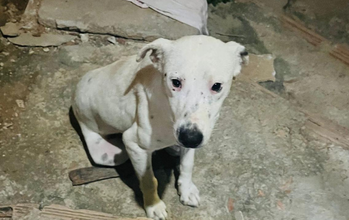 Cachorrinho branco com pintinhas, tipo Dálmata, 3 anos de idade, porte grande, muito tranquilo e lindinho