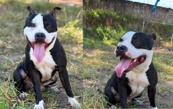 Thor cachorro, porte grande, raça Pitbull, pelagem curta, preta com mancha branca no ventre, peitoral e no rosto. Muito lindo.