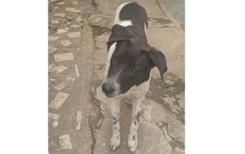 Tião Cachorrinho sem raça definida, de 9 meses de idade, pelagem curta branca com manchas e pintinhas em preto, muito tranquilo e dócil.