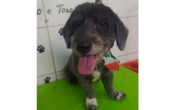 Cachorrinho da raça SHIH TZu, 4 anos de idade, preto acinzentado, peludinho, muito tranquilo e lindinho