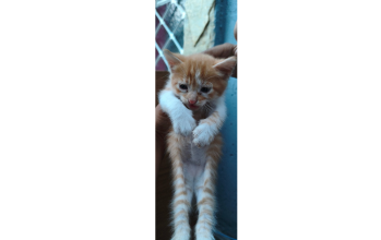 gatinho, de 2 meses de idade, laranjinha rajado, muito calmo e lindinho, sem raça definida