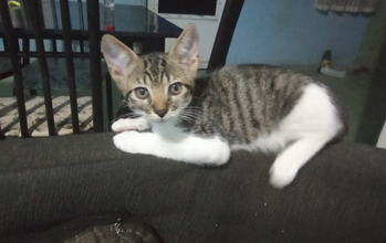 Gatinho de 1 ano de idade, cinza rajado e branco, dócil, manhoso e arteiros com as irmãs 