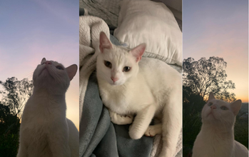 Gatinho SRD, 6 anos de idade, branquinho, muito dócil e carinhoso