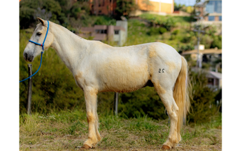 cavalo, castrado, adulto, pelagem tordilha branca, orelha esquerda caída. Muito lindo.